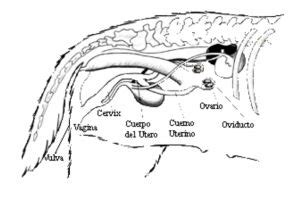 vaginas de perras|Genitales externos de la perra